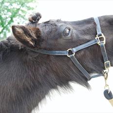 Shetlænder TinTin  (Solgt)