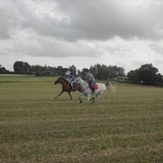 Arabisk fuldblod (OX)  belissa R.I.P