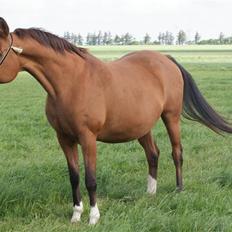 Arabisk fuldblod (OX) Chopiniana +2264