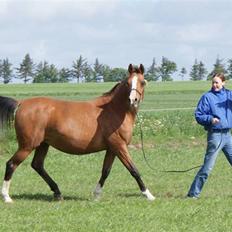 Arabisk fuldblod (OX) Chopiniana +2264