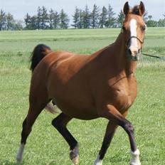 Arabisk fuldblod (OX) Chopiniana +2264