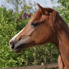 Hannoveraner Noisette  