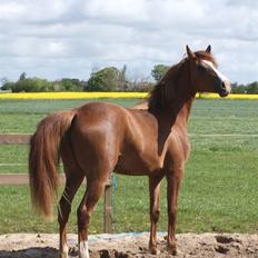 Hannoveraner Noisette  