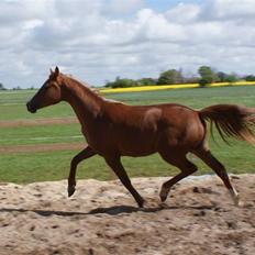 Hannoveraner Noisette  