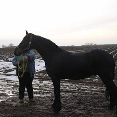 Anden særlig race Mox Diamond *solgt*