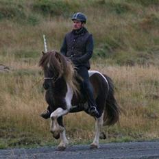 Islænder Bakkus f Söðulsholti (solgt) 