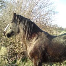 Irish Cob Kloster's Maxi - *vikarhesten*