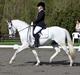 Tysk Sportspony My Fair Lady RSDH A-pony SOLGT