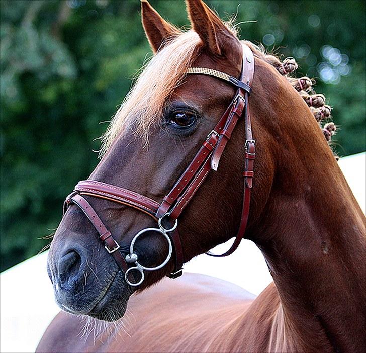 Irsk Sportspony Heartbreaker Galadriel - smukke billede 11