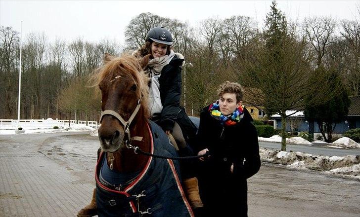 Irsk Sportspony Heartbreaker Galadriel - <3 billede 12