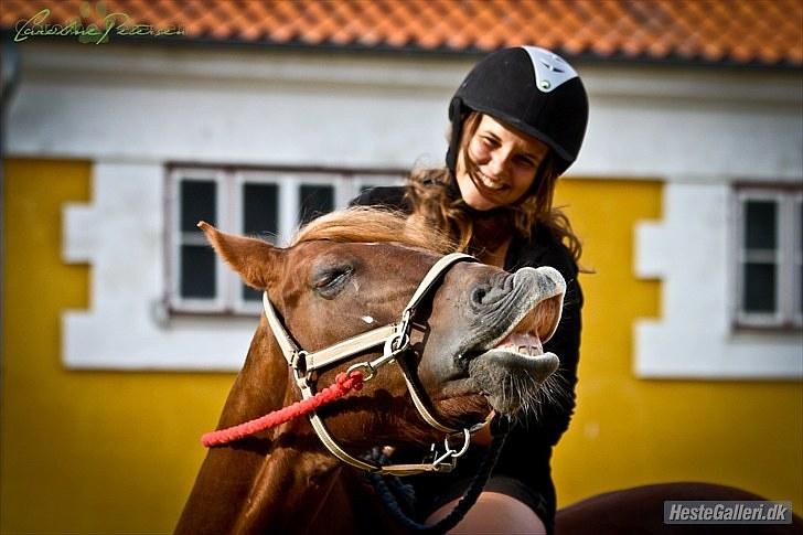 Irsk Sportspony Heartbreaker Galadriel - kære pony, (jaja, jeg er meget grim hér -.-) - undskyld dobbeltlogo. taget af caroline petersen. tak! billede 13