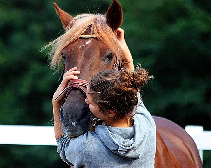 Irsk Sportspony Heartbreaker Galadriel - <3. billede 14