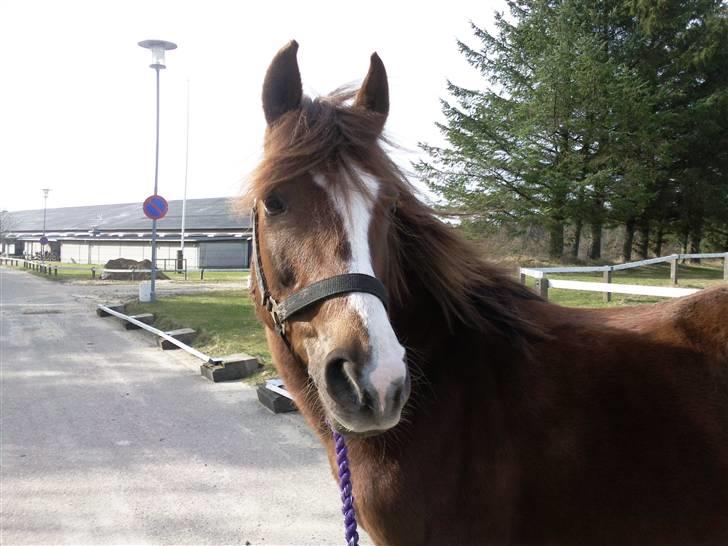 New Forest Sherry - Velkommen til savnede Sherrys profil billede 1