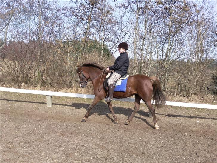 New Forest Sherry - Daglig dressur træning billede 2