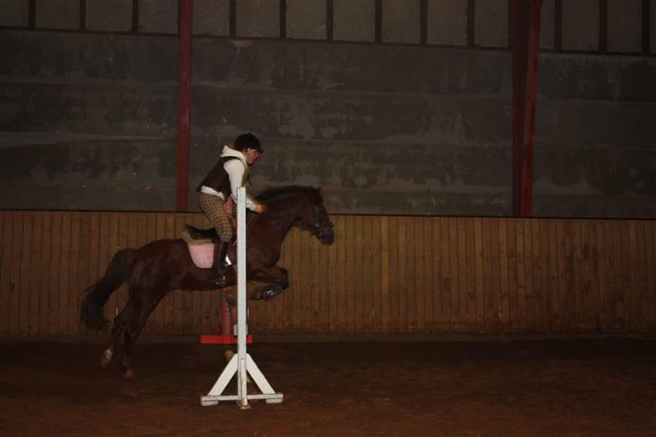 New Forest Sherry billede 3