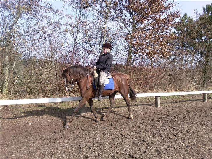 New Forest Sherry billede 5