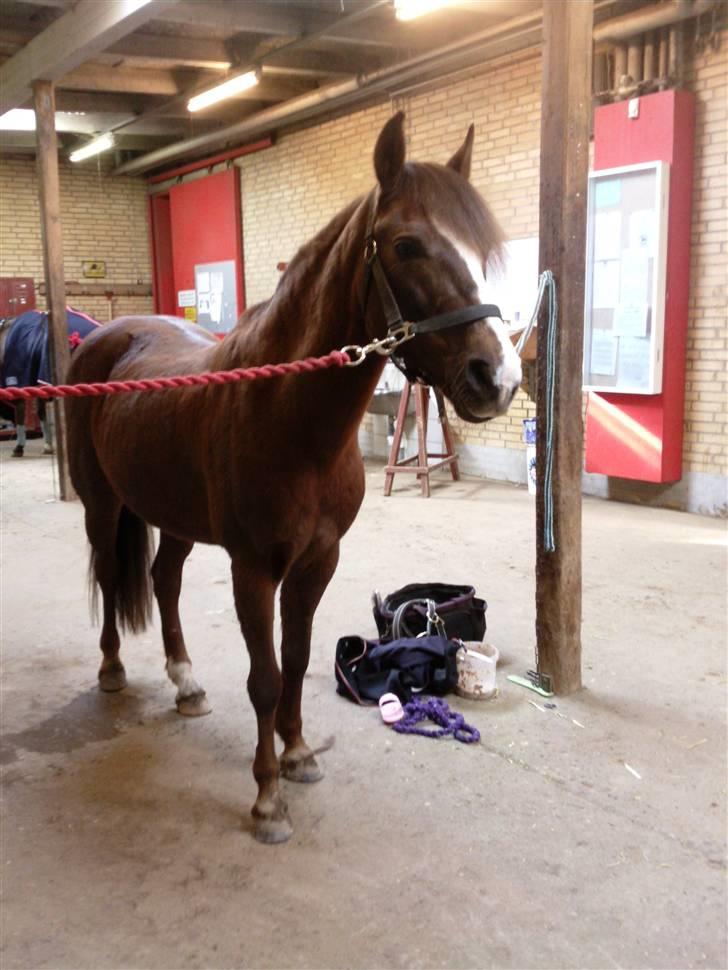 New Forest Sherry billede 6