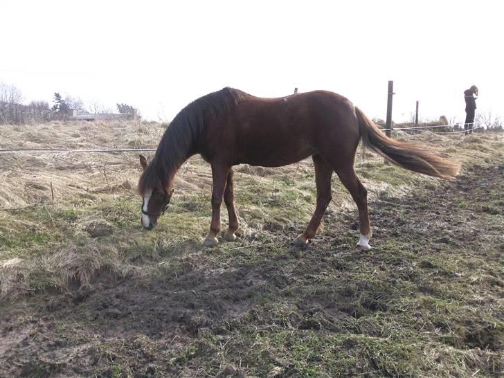 New Forest Sherry - Sherry på fold billede 7