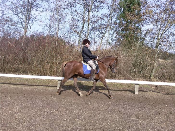 New Forest Sherry - Mig og Sherry dressur billede 8