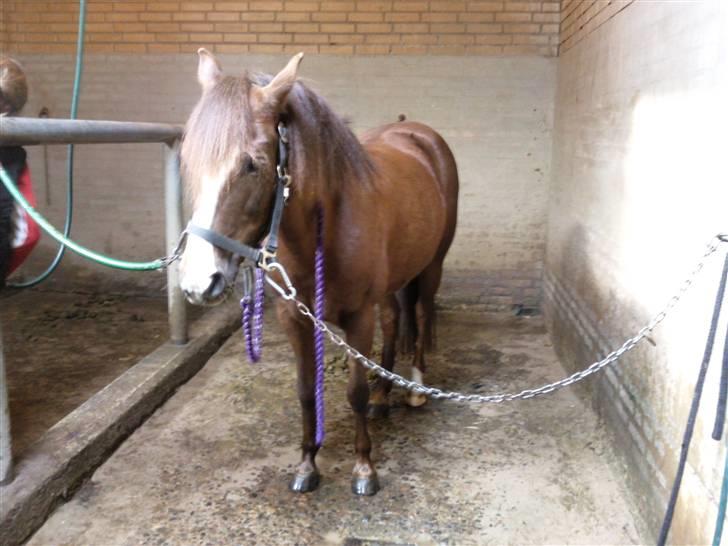 New Forest Sherry - Hun blev lidt træt efter spring træning billede 9