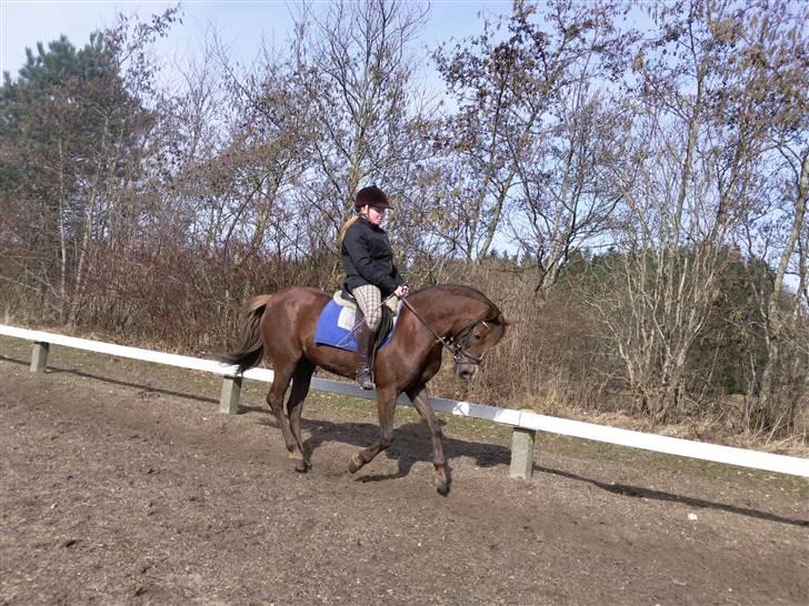 New Forest Sherry - Mig og Sherry i gallop billede 10