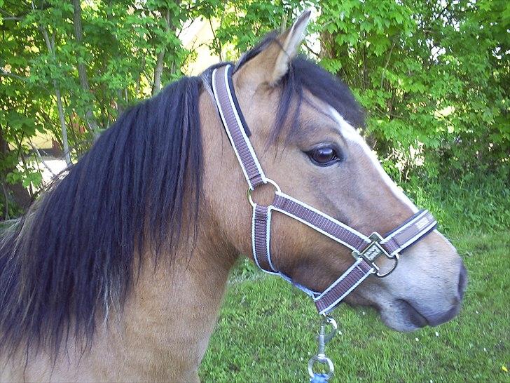Welsh Pony af Cob-type (sec C) Doheema Alladin 4 Socks H - velkommen til Alladins profil foto 21. maj 2011 billede 2