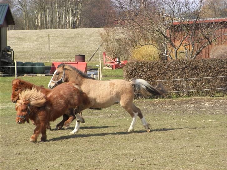 Welsh Pony af Cob-type (sec C) Doheema Alladin 4 Socks H - Uff, calle kan sjovt nok ikke lide at jeg render helt op i r... på ham billede 3