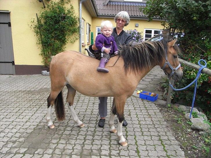 Welsh Pony af Cob-type (sec C) Doheema Alladin 4 Socks H - Aug. 2010, med sin kommende rytter (1. gang og jo KUN for sjov skyld) billede 4