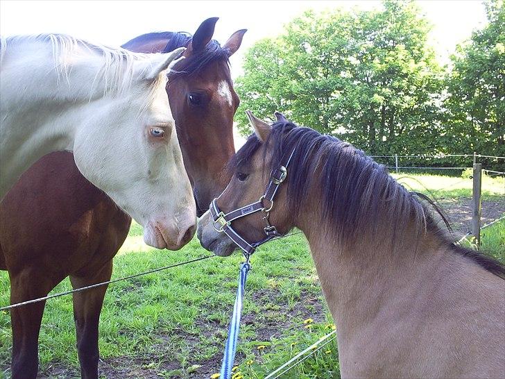 Welsh Pony af Cob-type (sec C) Doheema Alladin 4 Socks H - 1. møde med drengene 21. maj 2011 billede 5