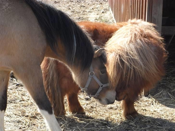 Welsh Pony af Cob-type (sec C) Doheema Alladin 4 Socks H - Calle og jeg hilser lige på den rigtige måde-mand til mand! billede 6