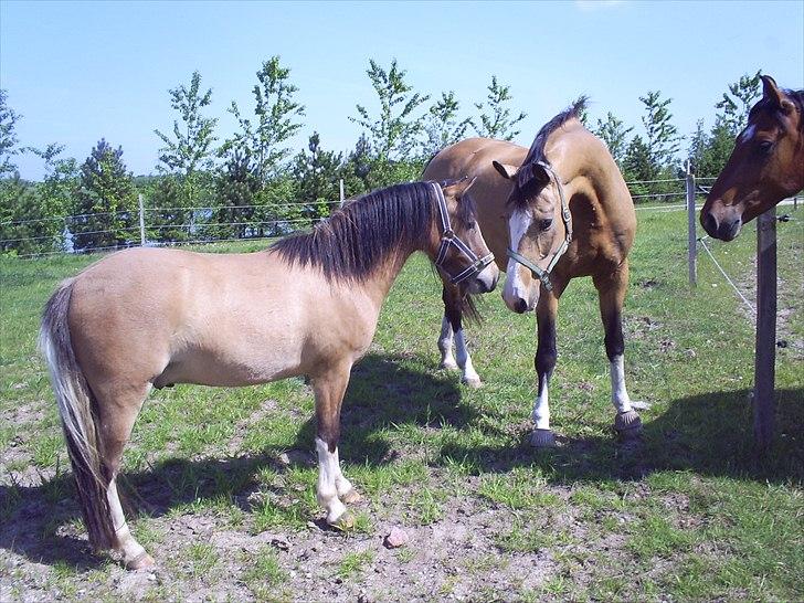 Welsh Pony af Cob-type (sec C) Doheema Alladin 4 Socks H - Medea og Alladin hilser 1. gang 21. maj 2011 billede 8