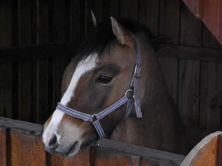 Welsh Pony af Cob-type (sec C) Doheema Alladin 4 Socks H - Alladins smukke hoved... billede 10