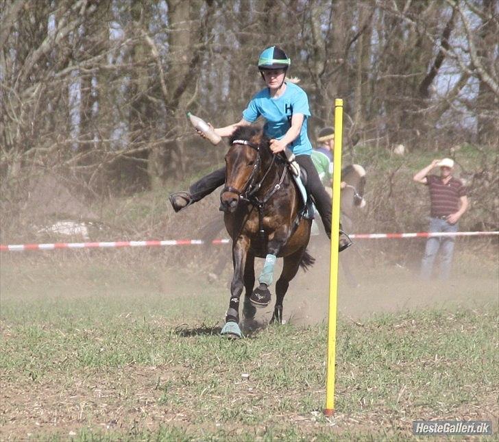 DSP Kvazandra Lapaz<3  - Tyskepar 2011 foto Heidi billede 13