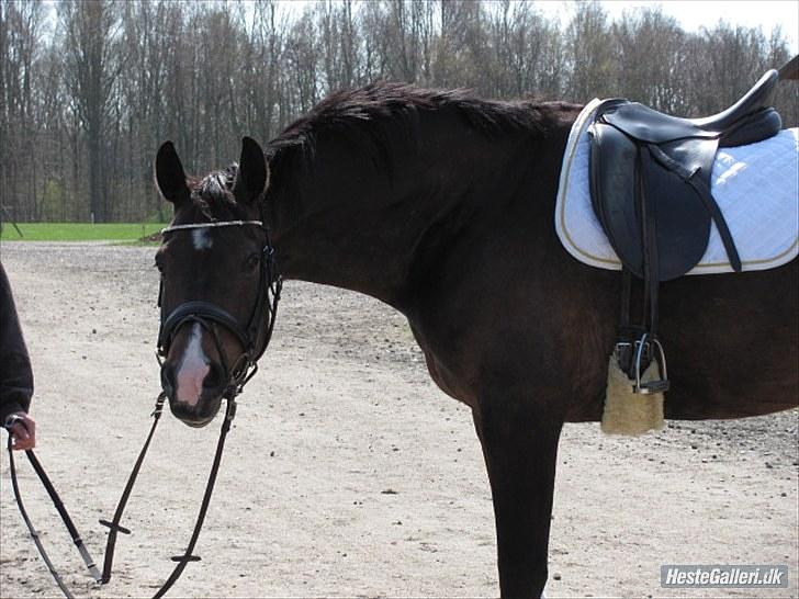 Dansk Varmblod N.O.H'S Bahama <3 - Træning billede 16