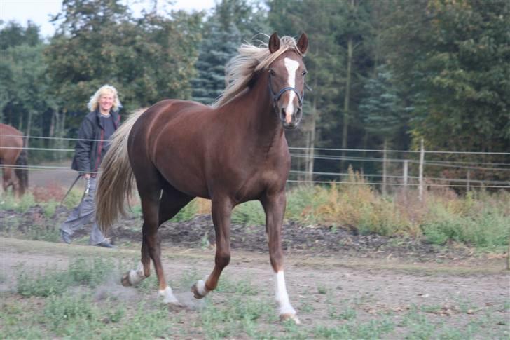 New Forest Hirse billede 8