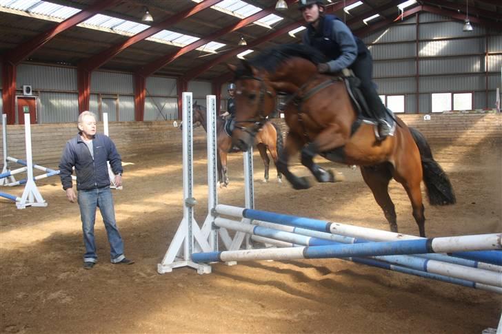 Dansk Varmblod Auburn sp billede 8