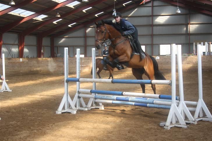 Dansk Varmblod Auburn sp billede 9