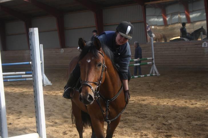 Dansk Varmblod Auburn sp billede 10