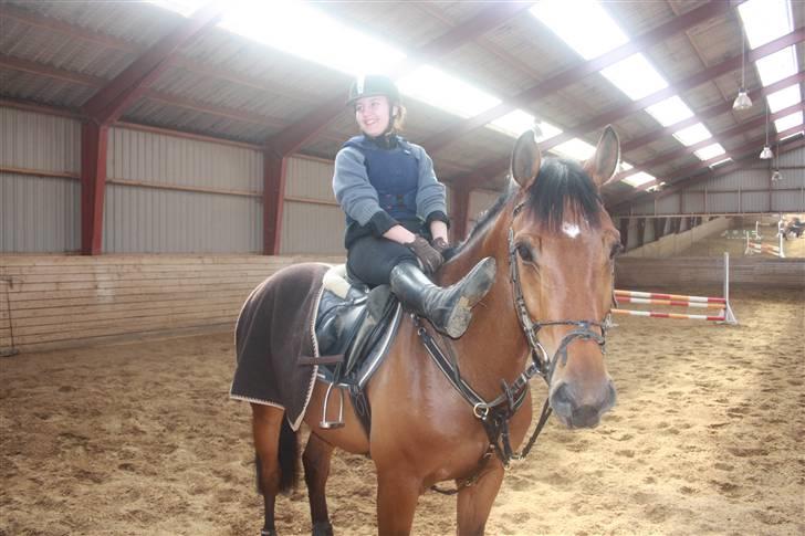 Dansk Varmblod Auburn sp billede 11