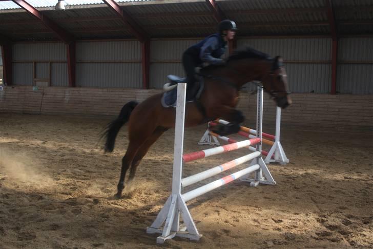 Dansk Varmblod Auburn sp billede 12