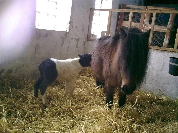 Shetlænder Diamond billede 11