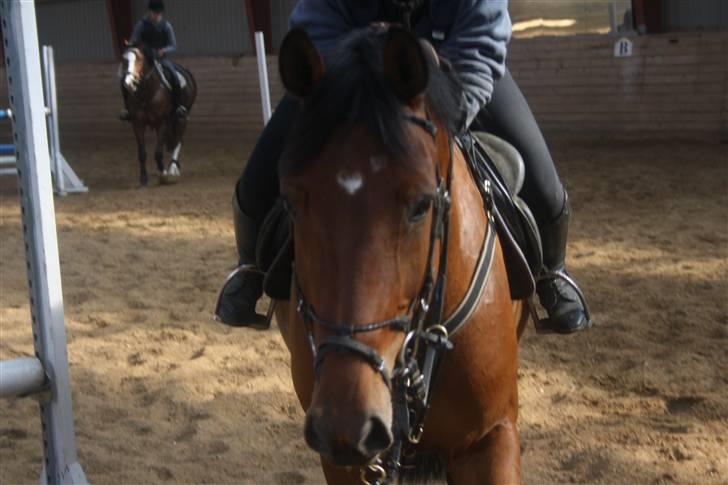 Dansk Varmblod Auburn sp billede 13