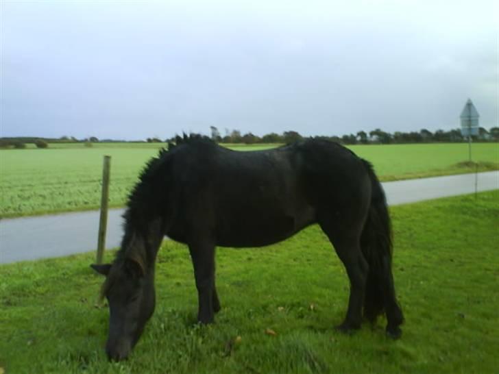 Islænder Rán köldukinn billede 18