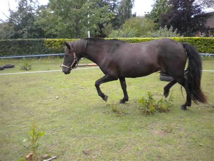 Islænder Rán köldukinn billede 19