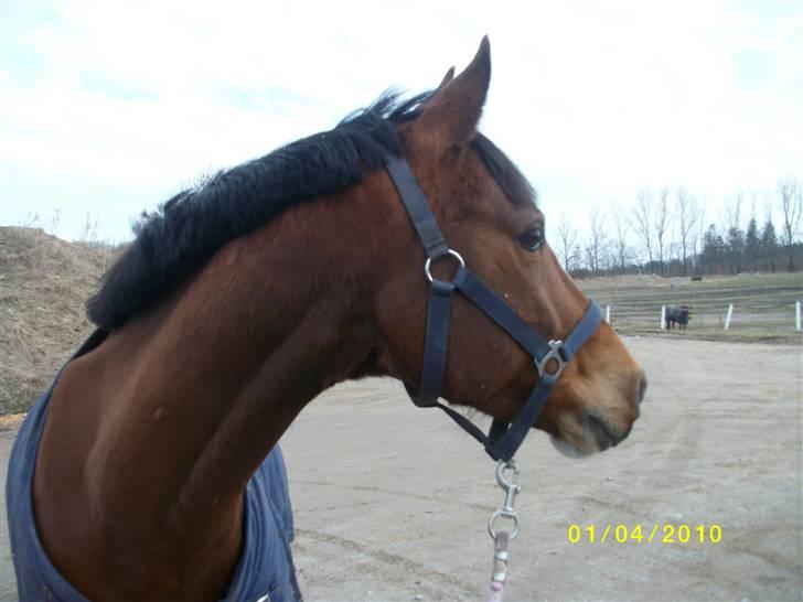 DSP zippo 'aflivet' billede 3