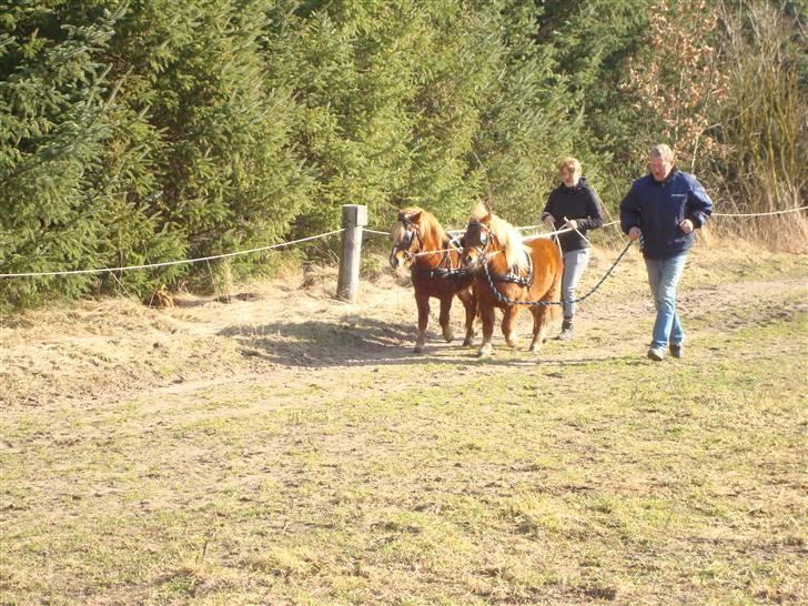 Shetlænder Sdr. Dams Hansina billede 11