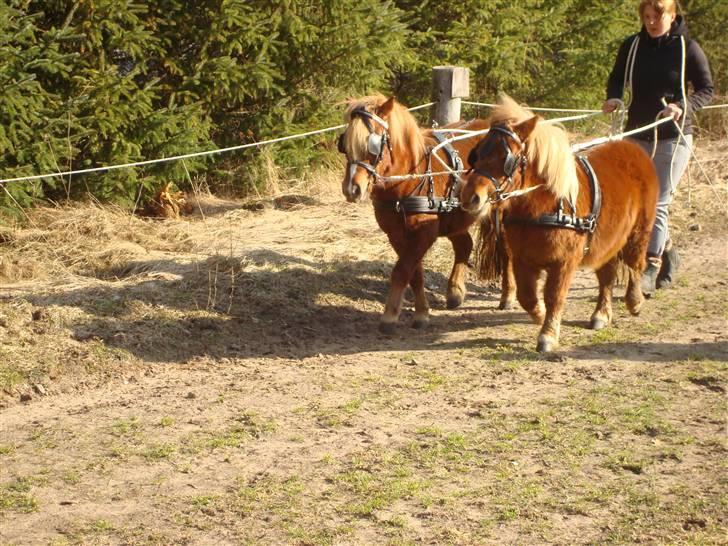 Shetlænder Sdr. Dams Hansina billede 12