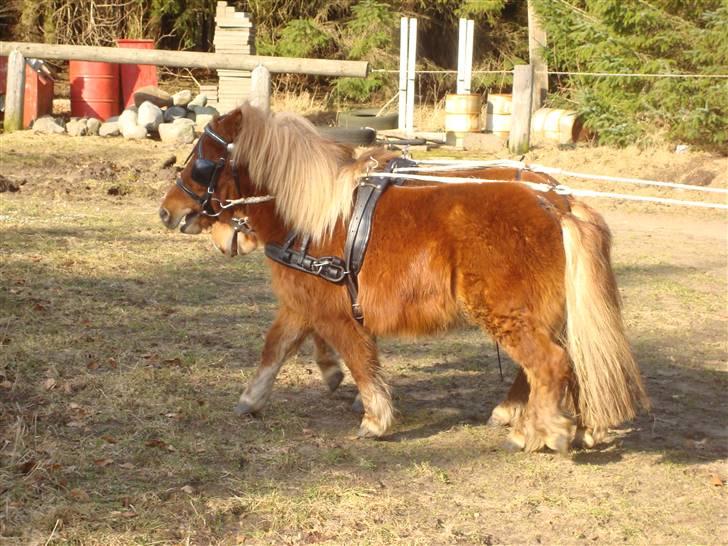 Shetlænder Sdr. Dams Hansina billede 13