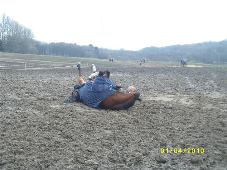 DSP zippo 'aflivet' billede 4