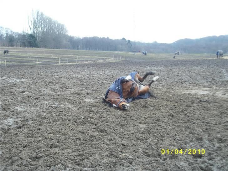 DSP zippo 'aflivet' billede 5